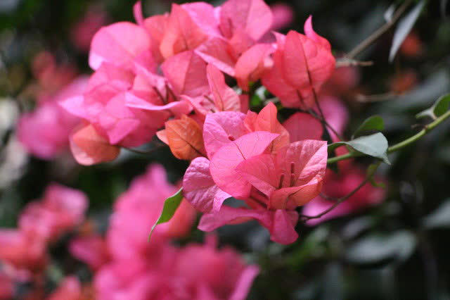 三角梅长花苞后做好3方面管理，轻松开成大花球