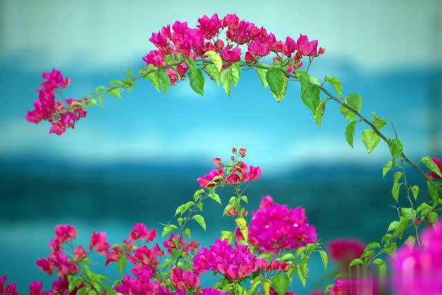 三角梅长花苞后做好3方面管理，轻松开成大花球