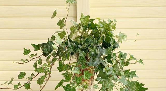 家里养花，就选4种花，简单好养，富贵招财