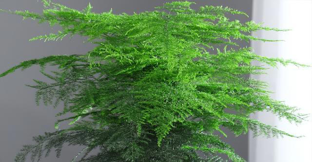 家里养花，就选4种花，简单好养，富贵招财