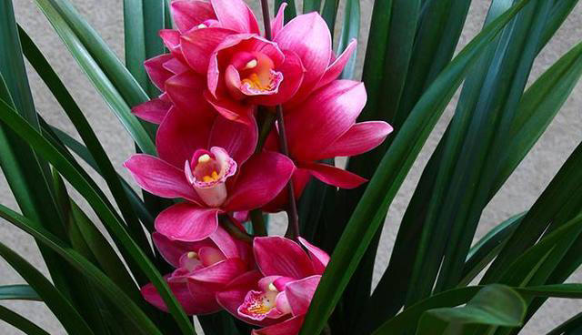 家里养花，就选4种花，简单好养，富贵招财