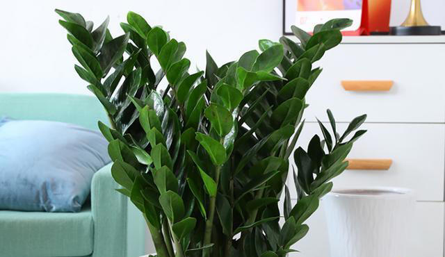 家里养花，就选4种花，简单好养，富贵招财