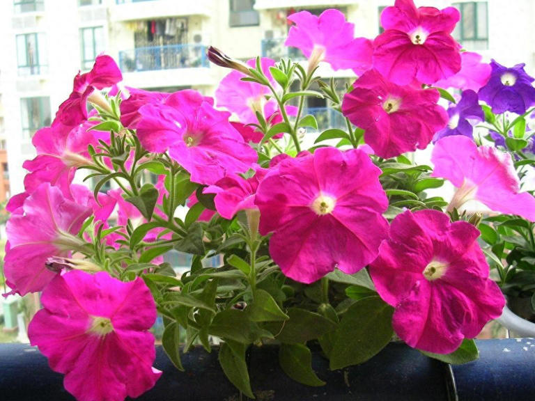 想养这3种花？捡几粒种子育苗，轻松打造美丽花海