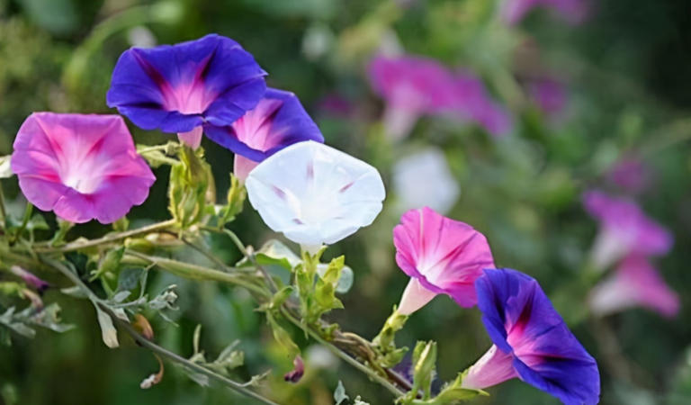 想养这3种花？捡几粒种子育苗，轻松打造美丽花海