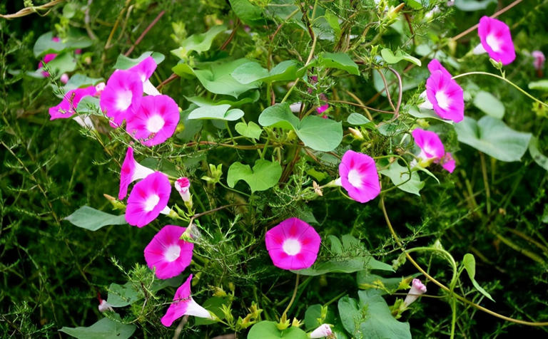 想养这3种花？捡几粒种子育苗，轻松打造美丽花海