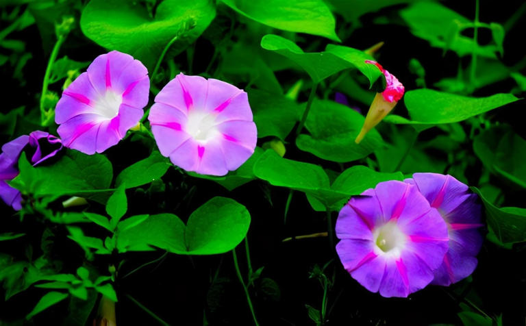 想养这3种花？捡几粒种子育苗，轻松打造美丽花海