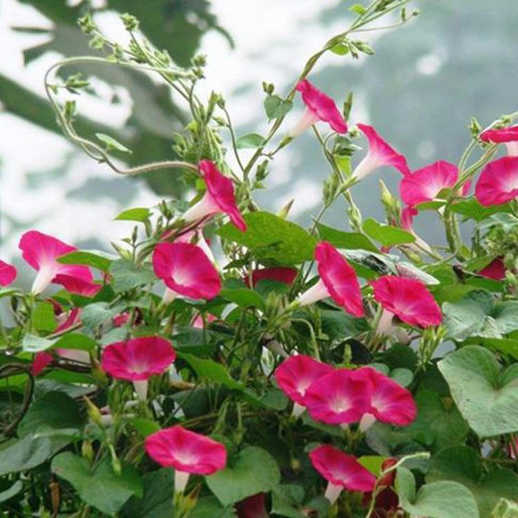 想养这3种花？捡几粒种子育苗，轻松打造美丽花海