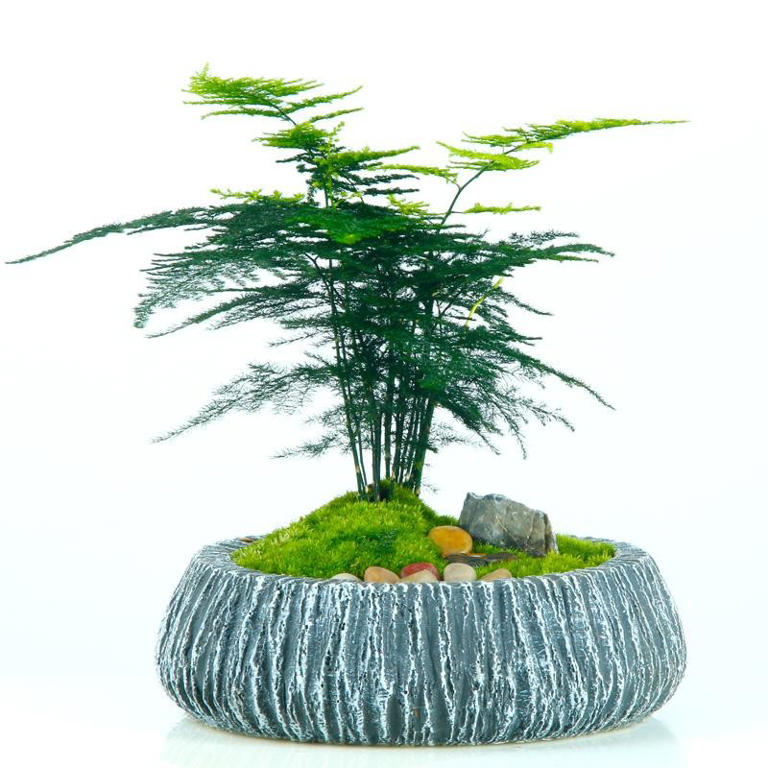 想养这3种花？捡几粒种子育苗，轻松打造美丽花海