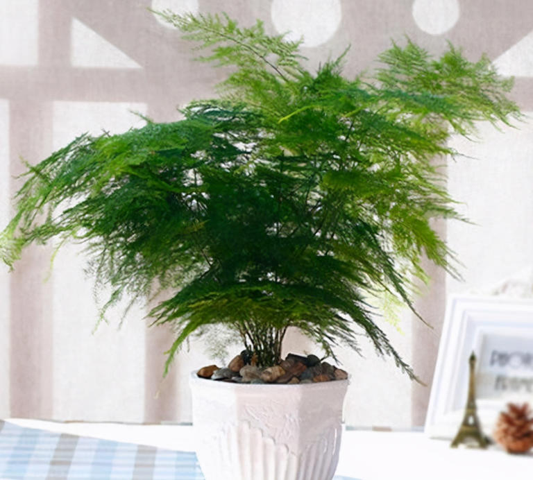 想养这3种花？捡几粒种子育苗，轻松打造美丽花海