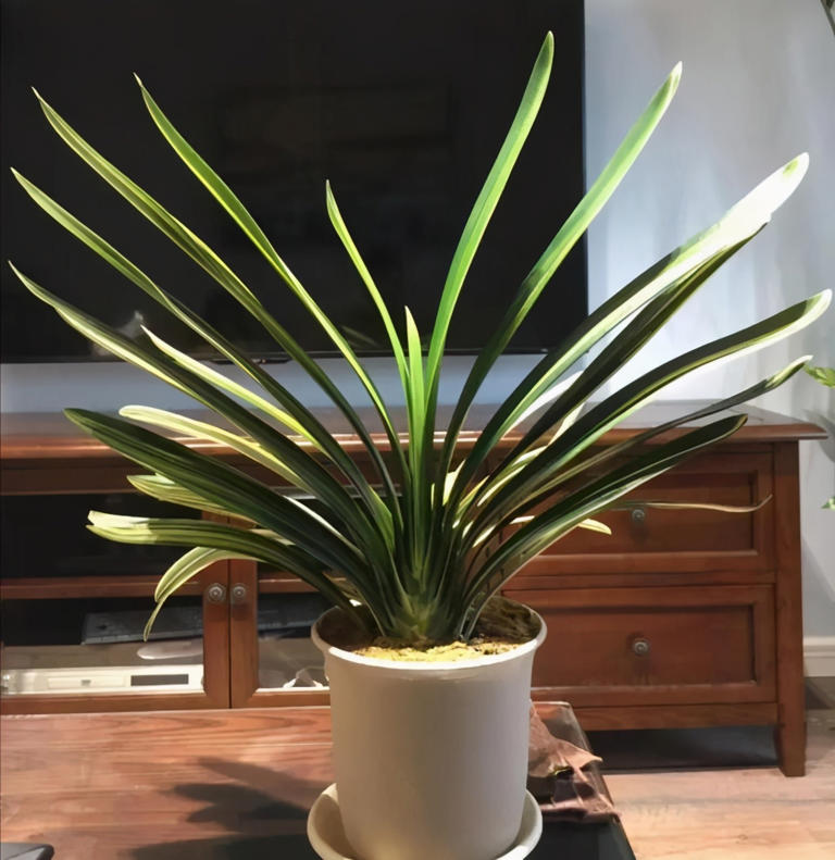 想养这3种花？捡几粒种子育苗，轻松打造美丽花海