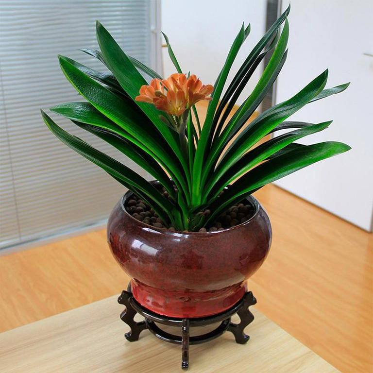 想养这3种花？捡几粒种子育苗，轻松打造美丽花海