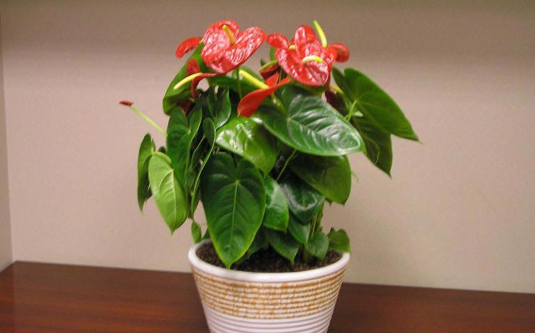 养花入门：盆栽浇水的技巧与要求全揭秘！