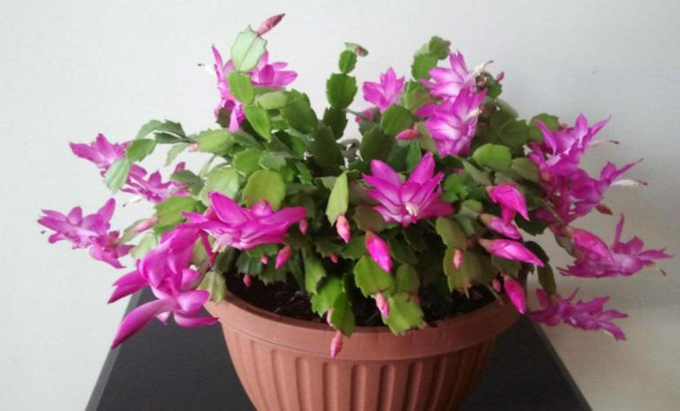 养花入门：盆栽浇水的技巧与要求全揭秘！