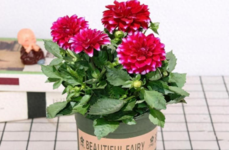 养花入门：盆栽浇水的技巧与要求全揭秘！ 