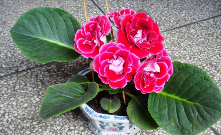 养花入门：盆栽浇水的技巧与要求全揭秘！