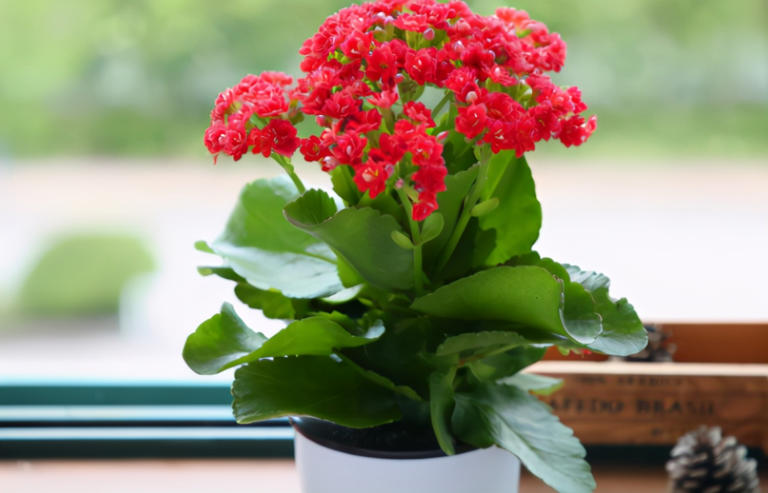 养花入门：盆栽浇水的技巧与要求全揭秘！