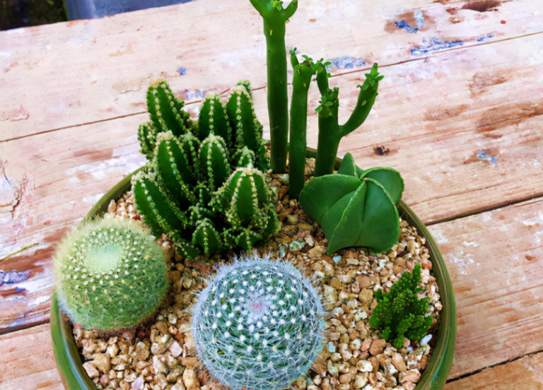 养花入门：盆栽浇水的技巧与要求全揭秘！