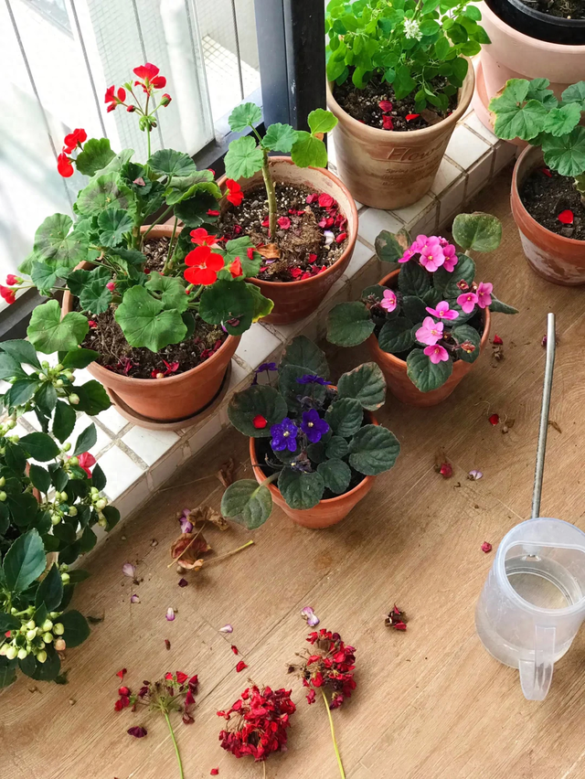 天越冷，这4种花“越要干养”，千万别忽视！ 