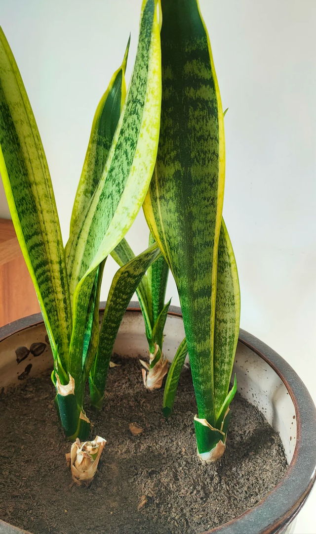 天越冷，这4种花“越要干养”，千万别忽视！