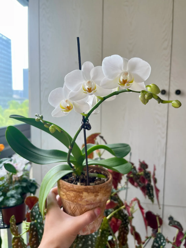 天越冷，这4种花“越要干养”，千万别忽视！