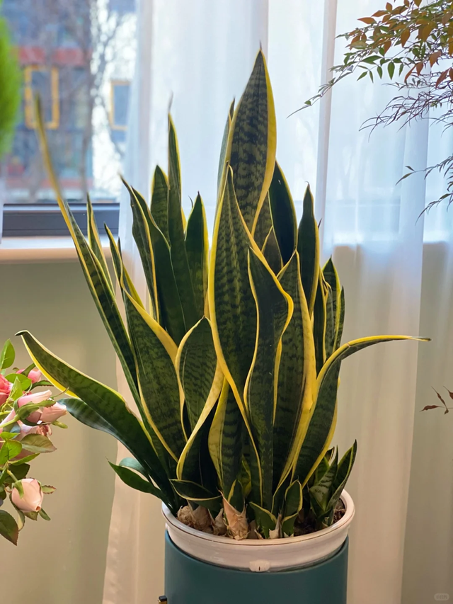 天越冷，这4种花“越要干养”，千万别忽视！