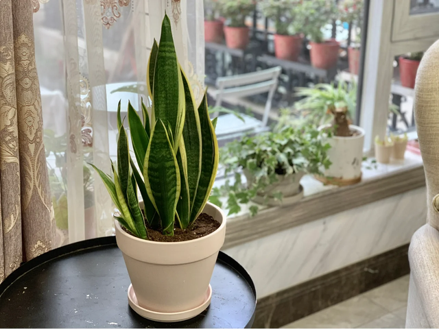 天越冷，这4种花“越要干养”，千万别忽视！