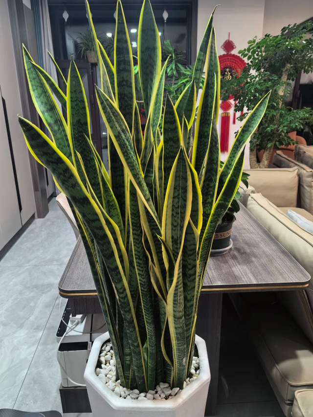 天越冷，这4种花“越要干养”，千万别忽视！