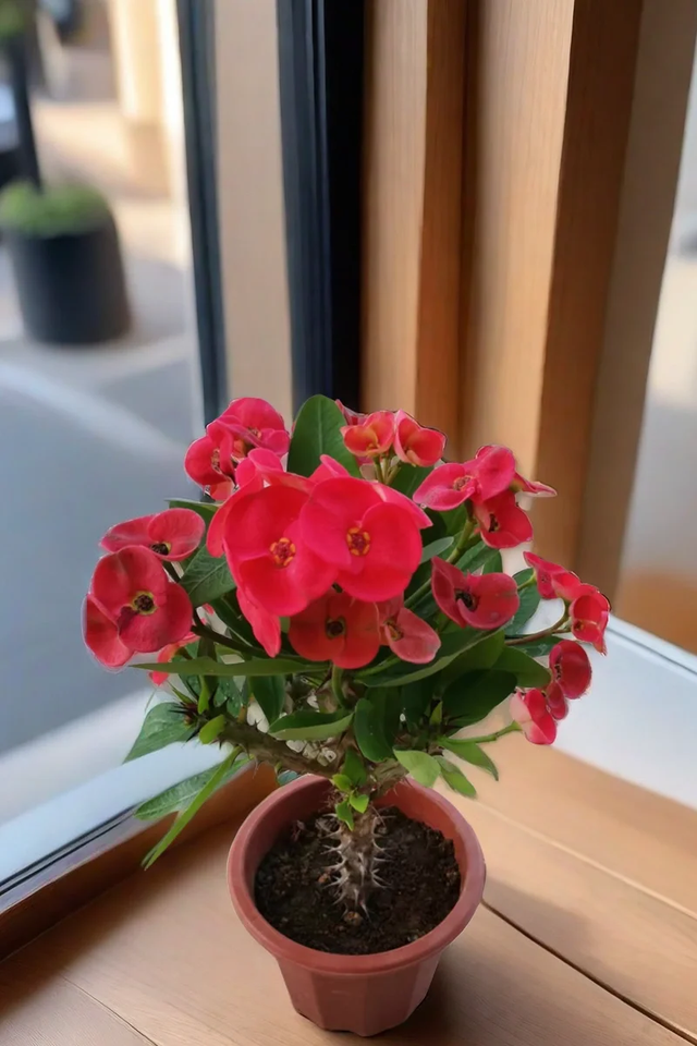 天越冷，这4种花“越要干养”，千万别忽视！