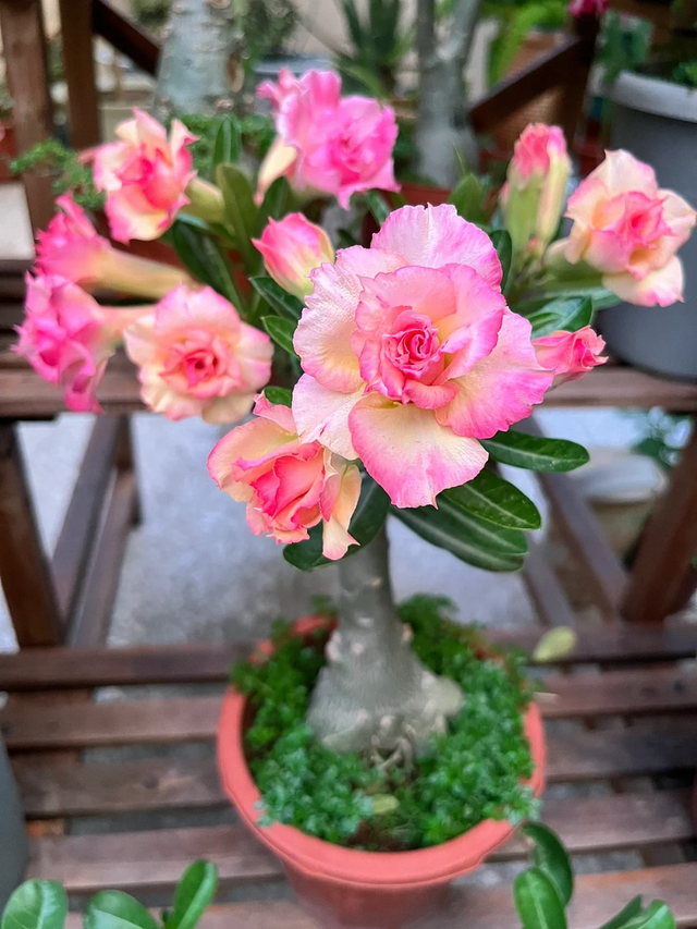 天越冷，这4种花“越要干养”，千万别忽视！