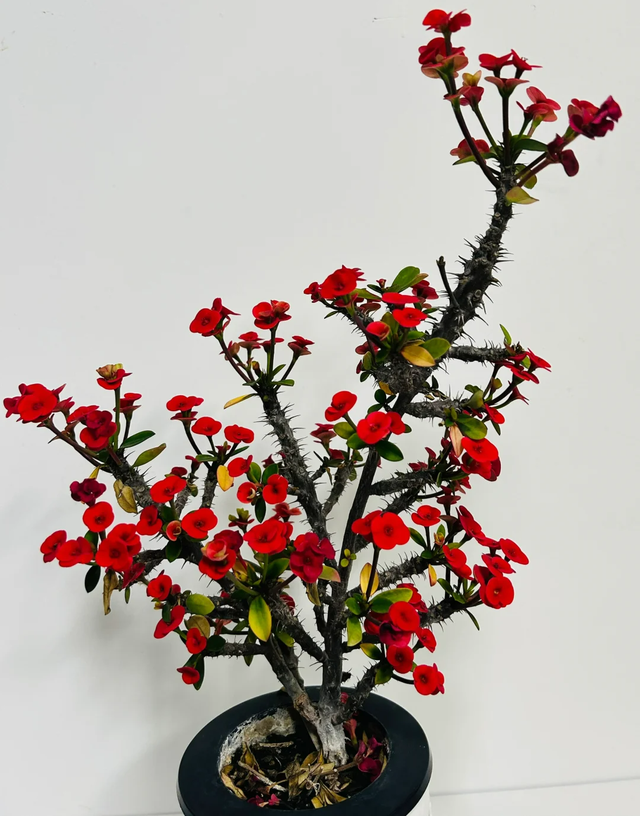 天越冷，这4种花“越要干养”，千万别忽视！