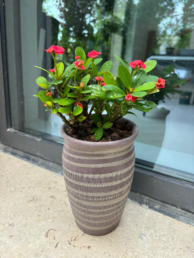 天越冷，这4种花“越要干养”，千万别忽视！