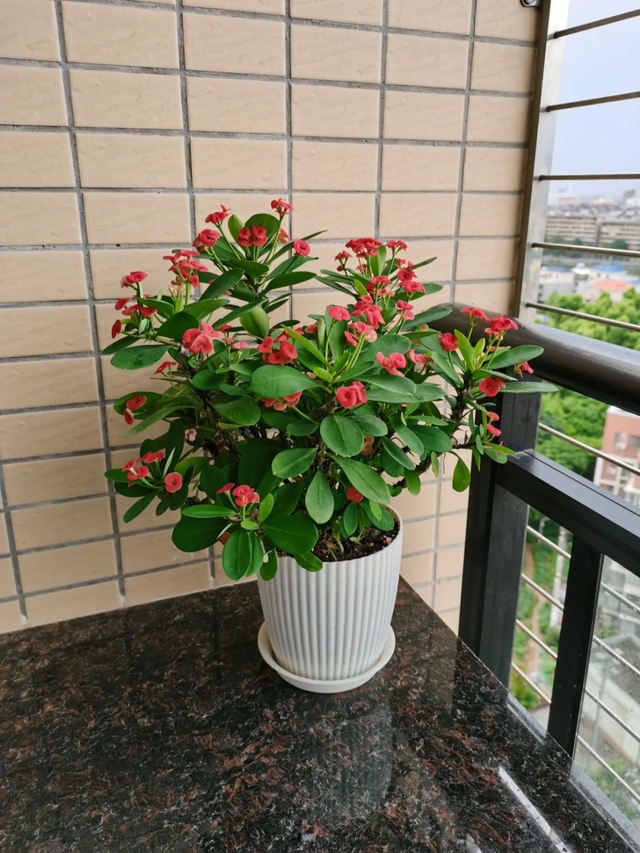 天越冷，这4种花“越要干养”，千万别忽视！