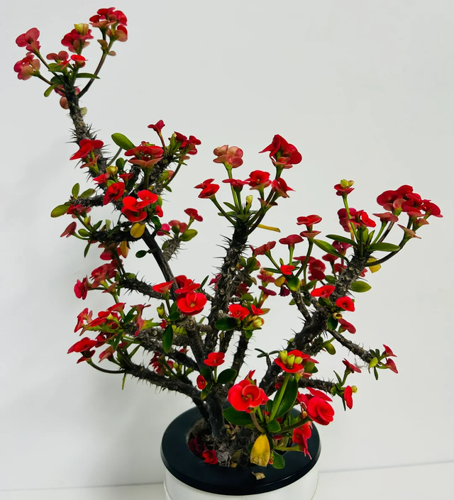 天越冷，这4种花“越要干养”，千万别忽视！