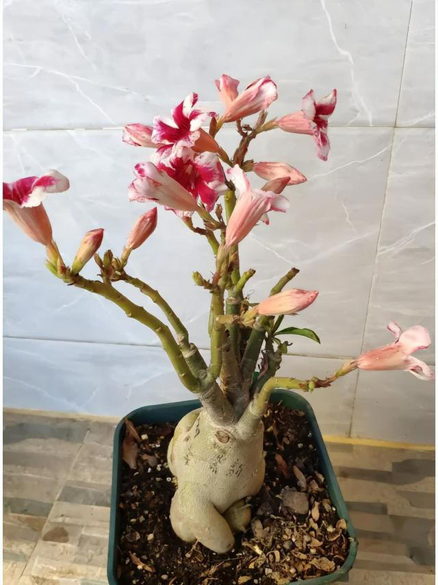 天越冷，这4种花“越要干养”，千万别忽视！