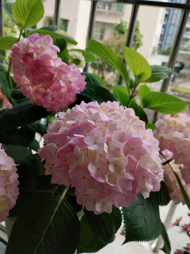 天越冷，这4种花“越要干养”，千万别忽视！