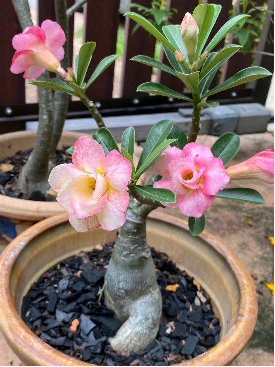 天越冷，这4种花“越要干养”，千万别忽视！