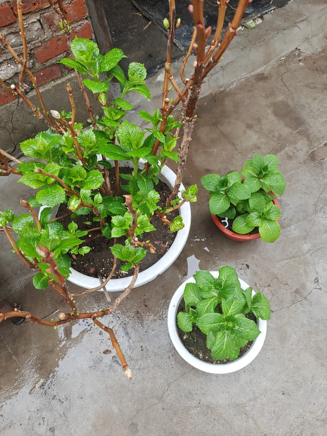 天越冷，这4种花“越要干养”，千万别忽视！