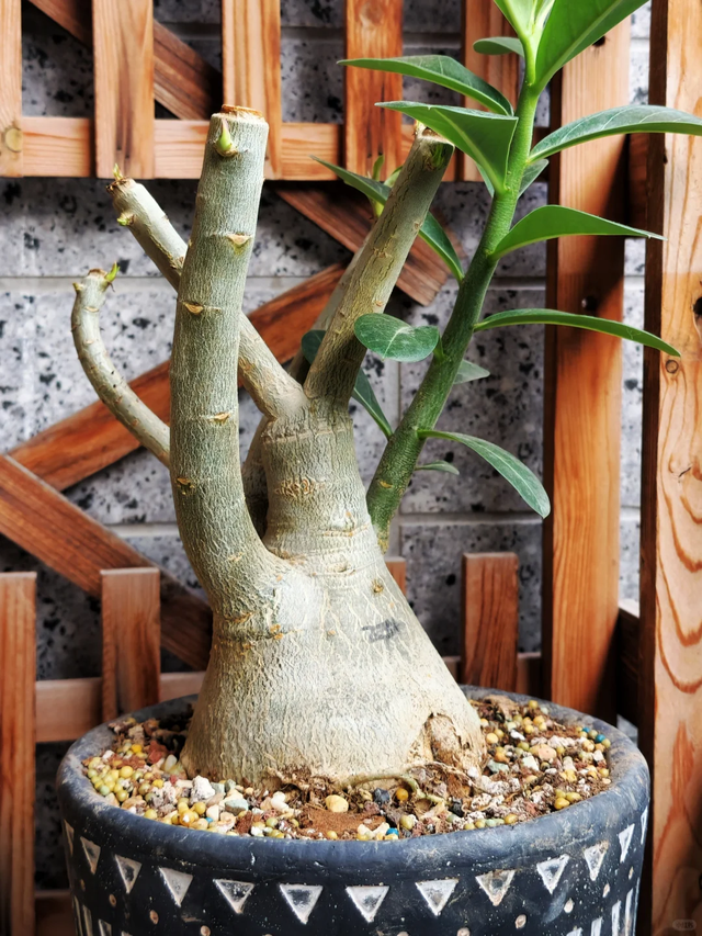 13种花天一冷就得“虐着养”，不然难过冬