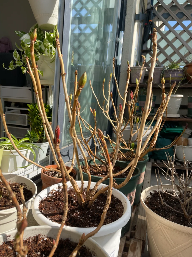 天越冷，这4种花“越要干养”，千万别忽视！