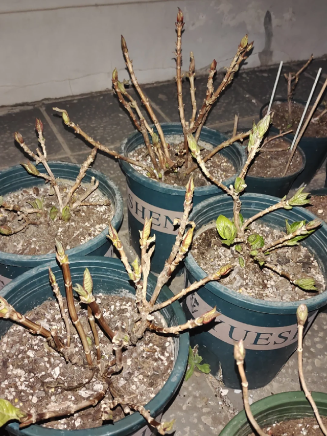 天越冷，这4种花“越要干养”，千万别忽视！