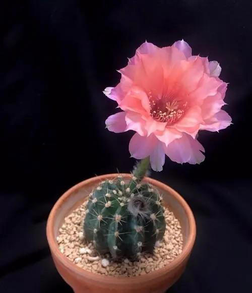 分享一种高颜值仙人球，花型饱满爱开花，香味浓郁惹人爱