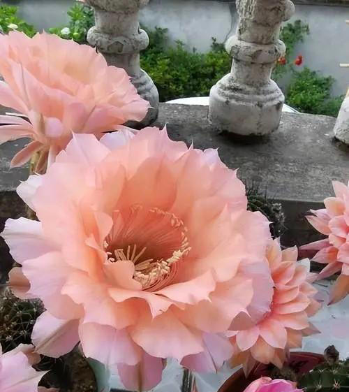 分享一种高颜值仙人球，花型饱满爱开花，香味浓郁惹人爱