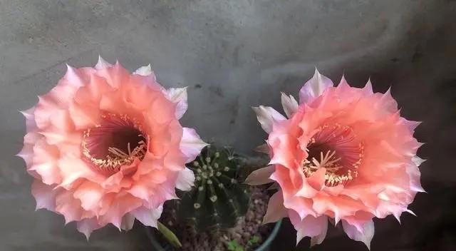 分享一种高颜值仙人球，花型饱满爱开花，香味浓郁惹人爱