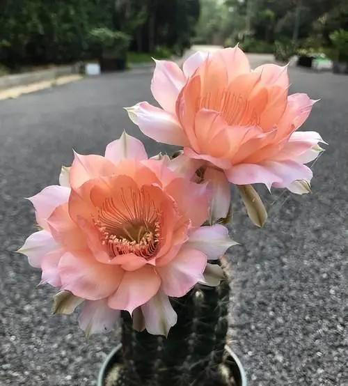 分享一种高颜值仙人球，花型饱满爱开花，香味浓郁惹人爱
