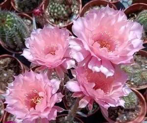 分享一种高颜值仙人球，花型饱满爱开花，香味浓郁惹人爱