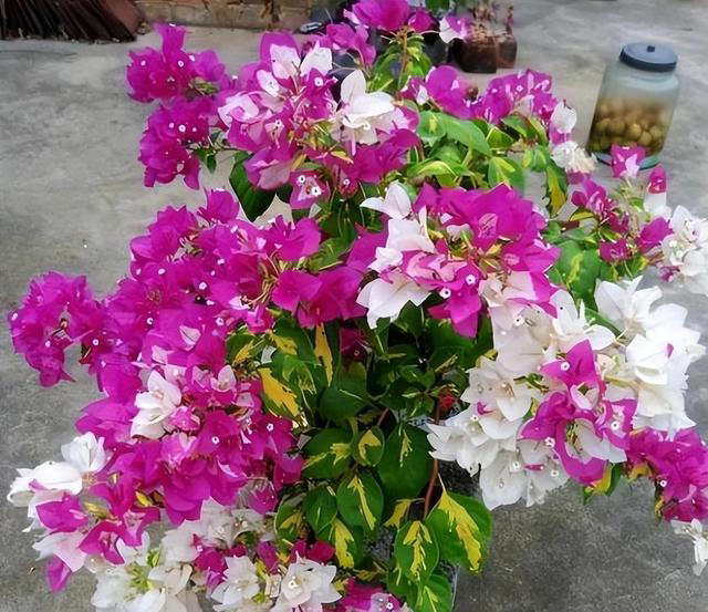 分享6种高颜值三角梅，花色鲜艳上档次，开花一茬接一茬