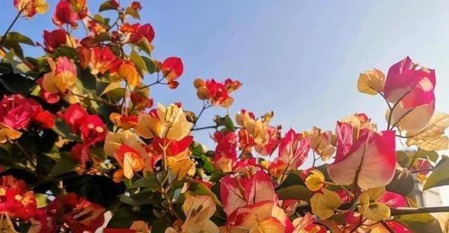 分享6种高颜值三角梅，花色鲜艳上档次，开花一茬接一茬