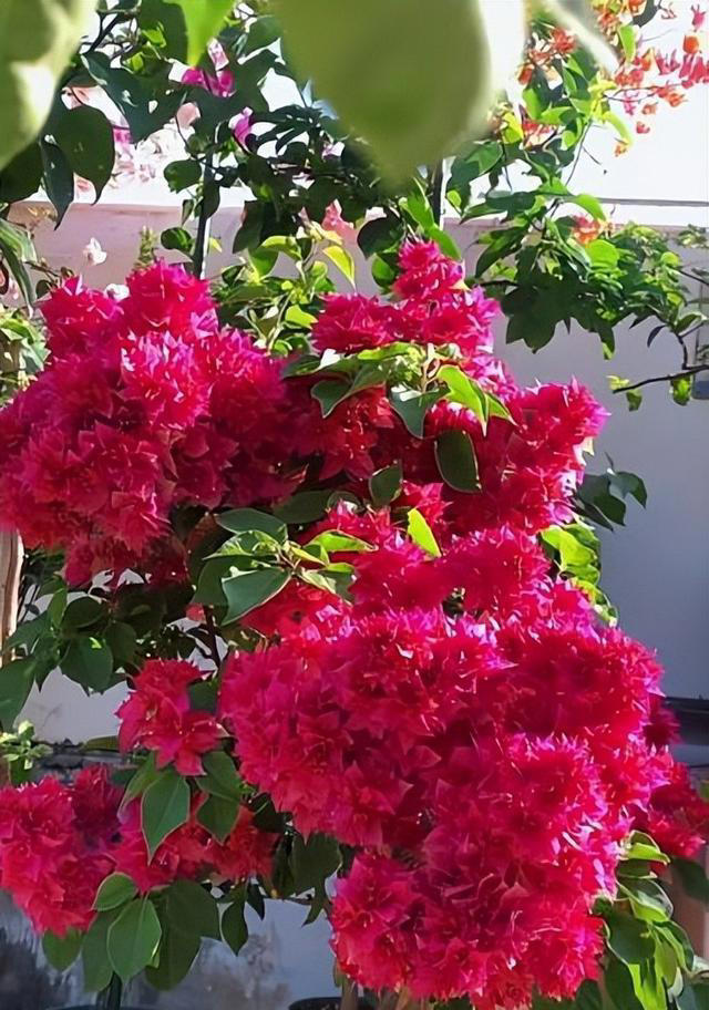 分享6种高颜值三角梅，花色鲜艳上档次，开花一茬接一茬