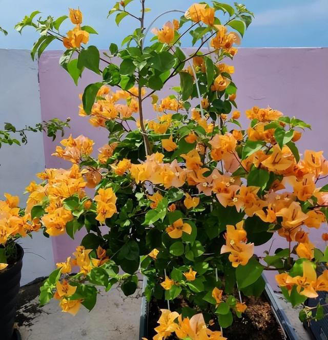 分享6种高颜值三角梅，花色鲜艳上档次，开花一茬接一茬