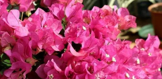 分享6种高颜值三角梅，花色鲜艳上档次，开花一茬接一茬